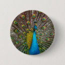 Search for peacock badges Gold