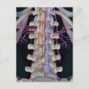 Search for vertebrae postcards Vertical