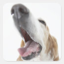 Search for dog nose stickers Animal