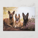 Search for belgian malinois dog postcards Dogs