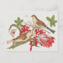 Search for bluejays postcards Floral