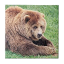 Search for cuddly tiles Photograph