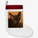 Search for kitten christmas stockings Animals