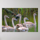 Search for swan posters River
