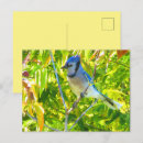 Search for jay postcards Nature