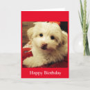 Search for bichon frise birthday cards White