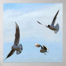 Search for gull art Ocean