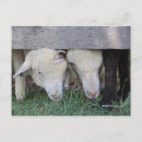 Search for lambs postcards Country
