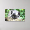 Search for chihuahua dog canvas prints 7 weeks