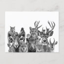 Search for sonoran postcards Animal