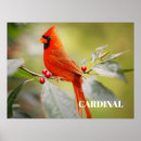 Search for ornithologist posters Nature