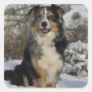 Search for cute australian shepherd dog stickers Aussie