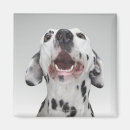 Search for confrontational magnets Animal