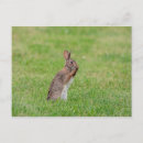 Search for easter rabbit postcards Brown