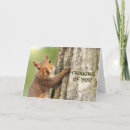 Search for squirrel photo cards Animal