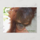 Search for ap horizontal postcards Great ape