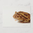 Search for extremity postcards Humour