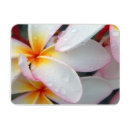 Search for plumeria magnets Pink