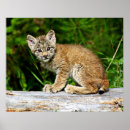 Search for canadian wildlife posters Animal