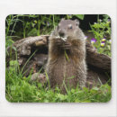 Search for hogs mouse mats Groundhog
