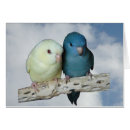 Search for lineolated Bird