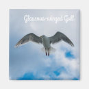 Search for gull magnets Ocean