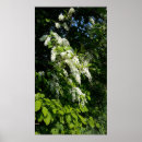 Search for shrub posters Flower