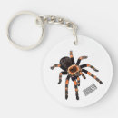 Search for invertebrate key rings Insect