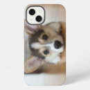 Search for corgi cases Pet