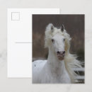 Search for friesians postcards Breed