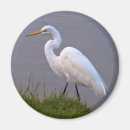 Search for egrets magnets Animals