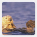 Search for monterey stickers Animal