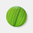 Search for white lily magnets Plant