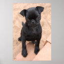 Search for black pug posters Photography