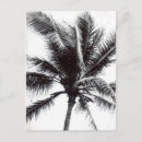 Search for black and white palm trees postcards Los angeles