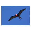Search for galapagos art Wild