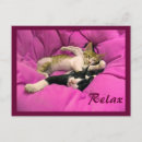 Search for chilled postcards Cat
