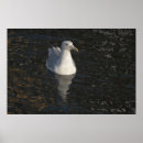 Search for beak Water
