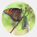 Search for monarch caterpillar stickers Nature