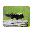 Search for skunk magnets Forest