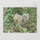 Search for gray squirrel postcards Funny