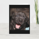 Search for cane cards Puppy