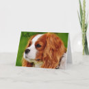 Search for cavalier king charles spaniel birthday cards Photography