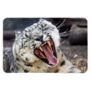 Search for snow leopard magnets Wild cat