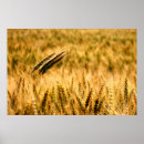 Search for wheat harvest posters Grain