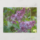 Search for lilacs postcards Flora