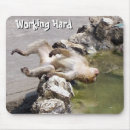 Search for the working monkey Humour