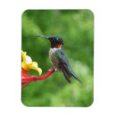 Search for ruby throated magnets Wildlife