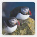 Search for atlantic puffin stickers Cliff
