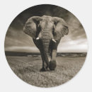 Search for large mammal stickers Africa